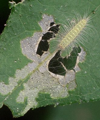 plume moth larva and leaf damage