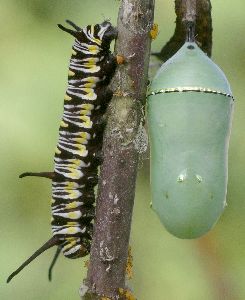 queen larva and chrysalis