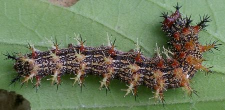 question mark larva on elm