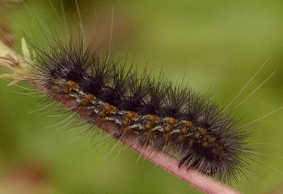 saltmarsh caterpillar on mistflower