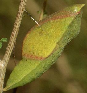 sulphur pupa