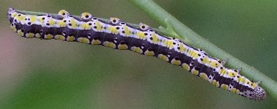 scribbled sallow larva on toadflax