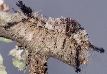 tussock moth larva