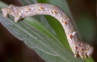 woolly gray larva on hackberry