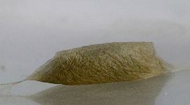 ypsolopha cocoon