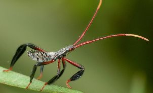 Acanthocephala declivis nymph