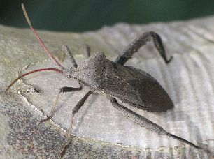 Acanthocephala femorata female