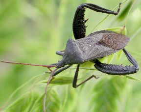 Acanthocephala femorata male