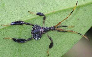 Acanthocephala terminalis nymph