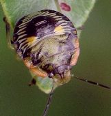 Acrosternum hilare nymph