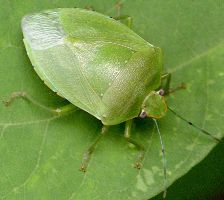 Acrosternum marginatum