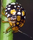 Acrosternum marginatum nymph