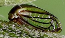 Acutalis species