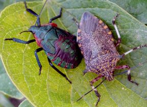 Alcaeorrhynchus grandis and nymph