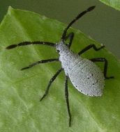 Anasa tristis nymph