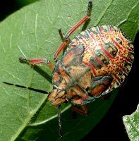 Apoecilus cynicus nymph