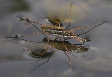 Aquarius remigis mating