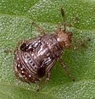 Arhyssus species nymph