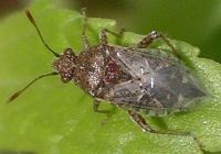 Arhyssus species