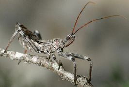 Arilus cristatus nymph