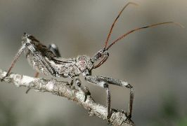 Arilus cristatus nymph