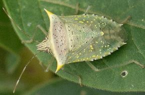 Arvelius albopunctatus