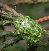 Banasa euchlora