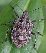 Brochymena species