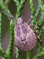 Brochymena species nymph