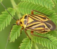 Calocoris barberi