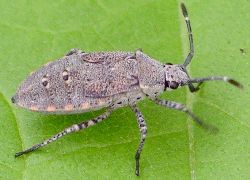 Catorhintha mendica nymph