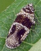 Catonia texana