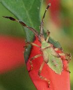 Chariesterus antennator nymph