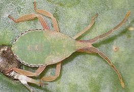 Chelinidea tabulata nymph