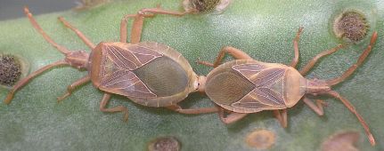 Chelinidea vittiger mating