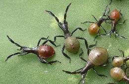 Chelinidea vittiger nymphs