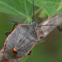 Chlorochroa ligata