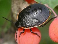 Chlorochroa ligata nymph