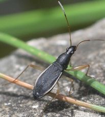 Cnemodus mavortius