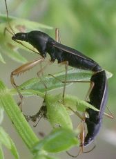 Cnemodus mavortius mating