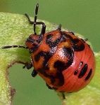 Cosmopepla lintneriana nymph