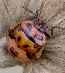 Cosmopepla lintneriana nymph