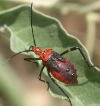 Dallacoris picta nymph