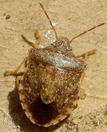 Dendrocoris species