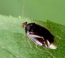 Deraeocoris species