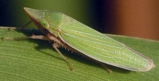 Draeculacephala species
