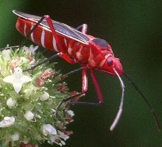 Dysdercus suturellus