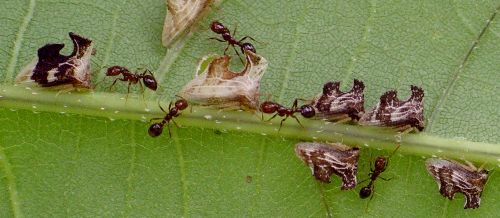 Entylia concisa with ants