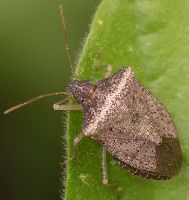 Euschistus obscurus