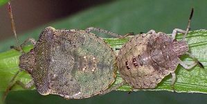 Euschistus species nymphs
